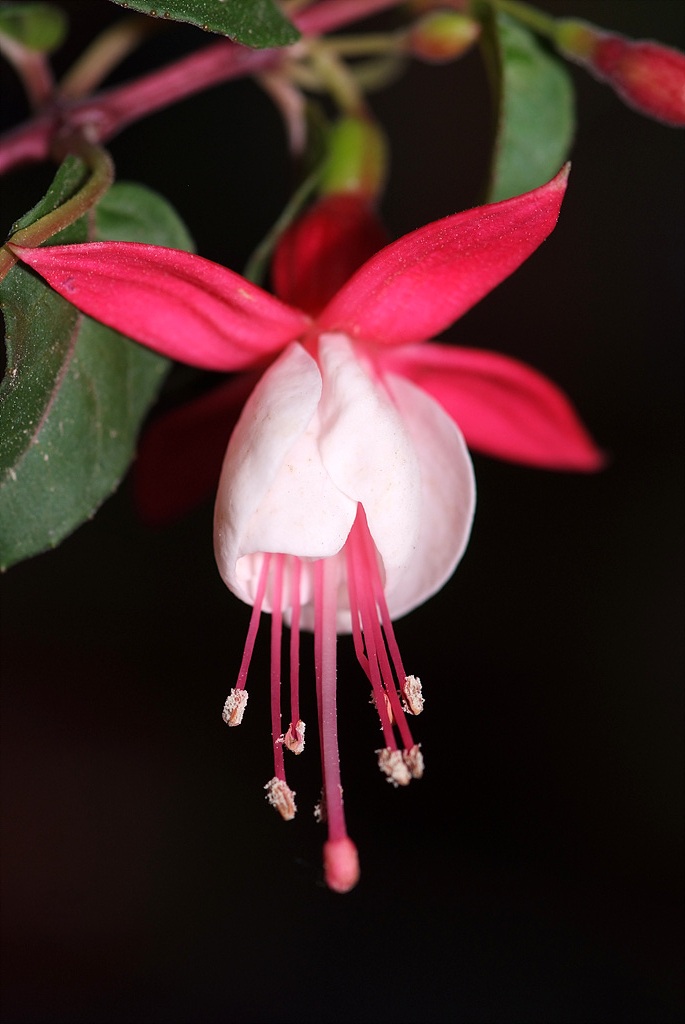 후쿠시아 - Common garden fuchsia, Fuchsia spp.
