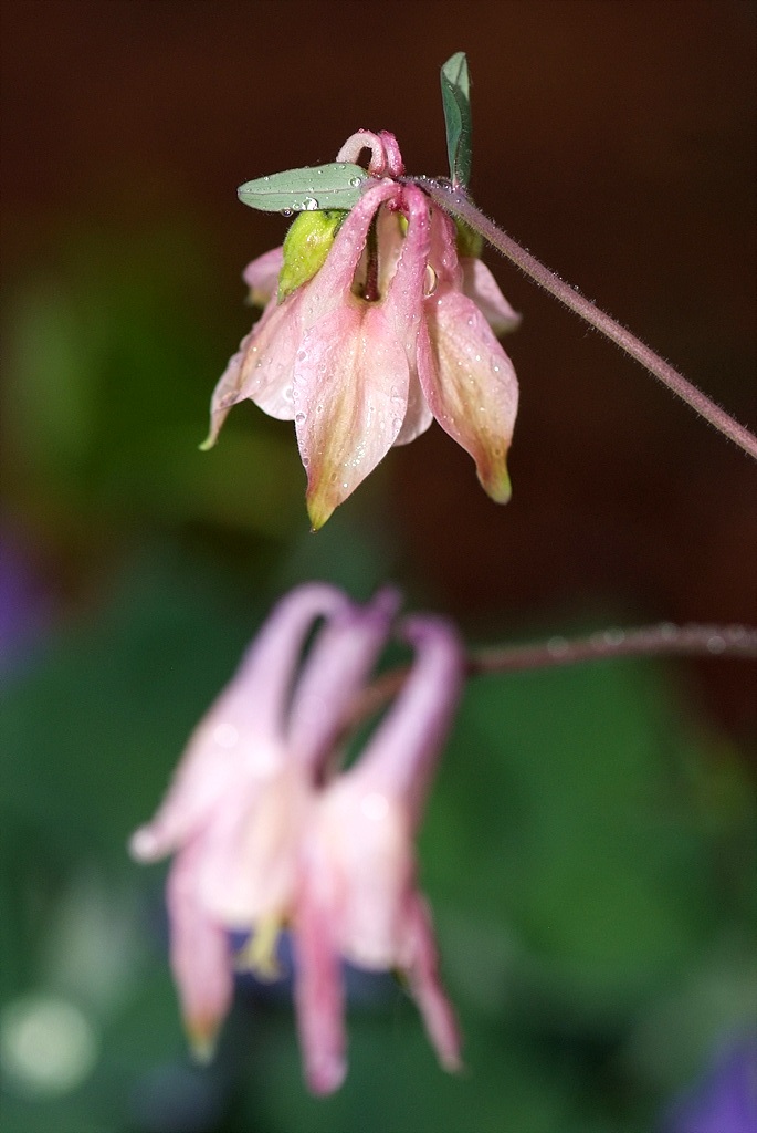 매발톱 - columbine, Aquilegia buergeriana Siebold & Zucc. var. oxysepala (Trautv. & C. A. Mey.) Kitam.