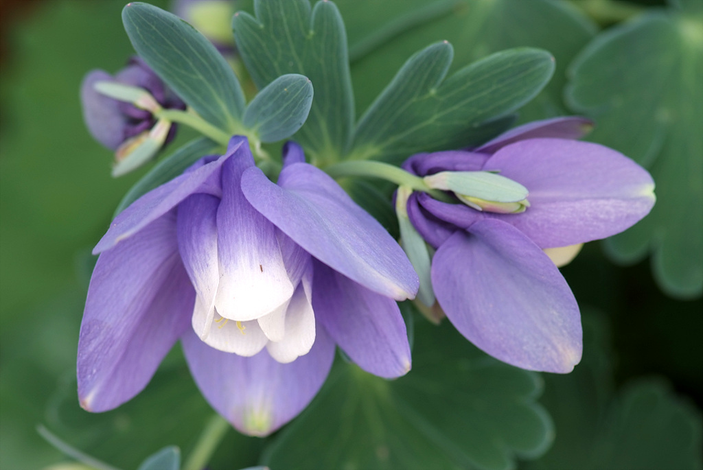 하늘매발톱 - shape columbine, Aquilegia flabellata Siebold & Zucc. var. pumila (Huth) Kudo