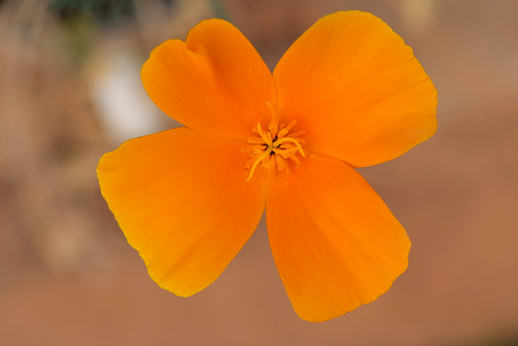 금영화 - California Poppy, Eschscholzia californica Cham.
