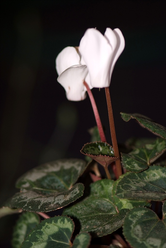 시클라멘 - 시클라멘 펠시쿤, Cyclamen persicum