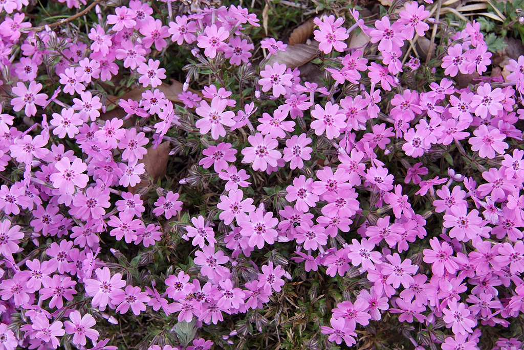 지면패랭이꽃 - Phlox subulata L.