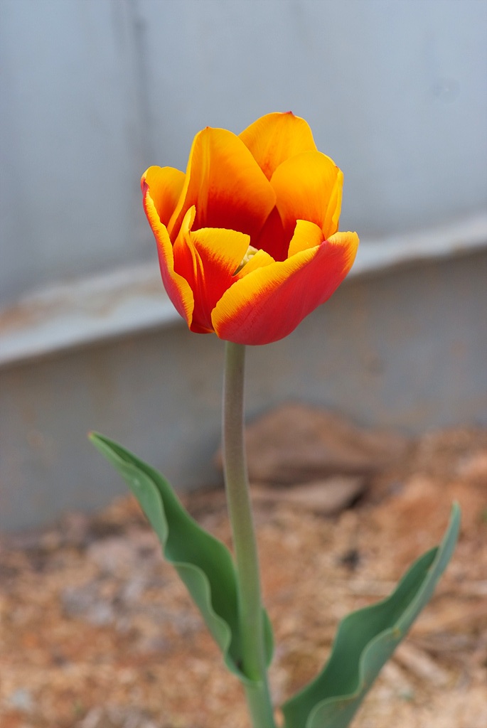 튤립 - Tulip, Tulipa gesneriana