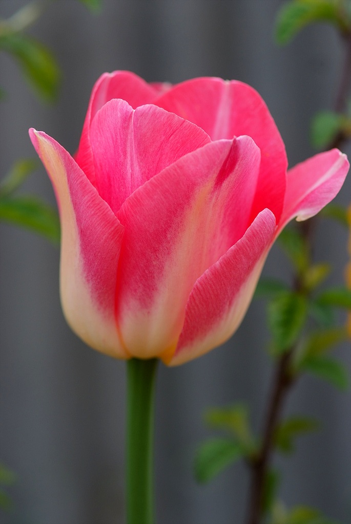 튤립 - Tulip, Tulipa gesneriana