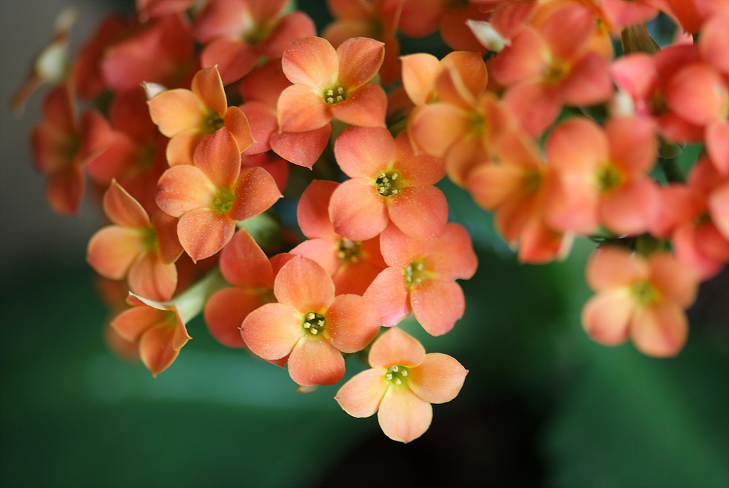 카랑코에 - Kalanchoe, Kalanchoe blossfeldiana