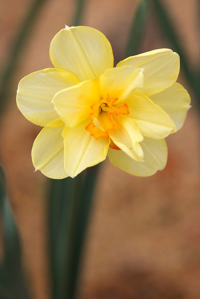 수선화 - daffodil, Narcissus tazetta var. chinensis