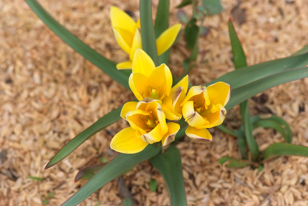 튤립 - Tulip, Tulipa gesneriana