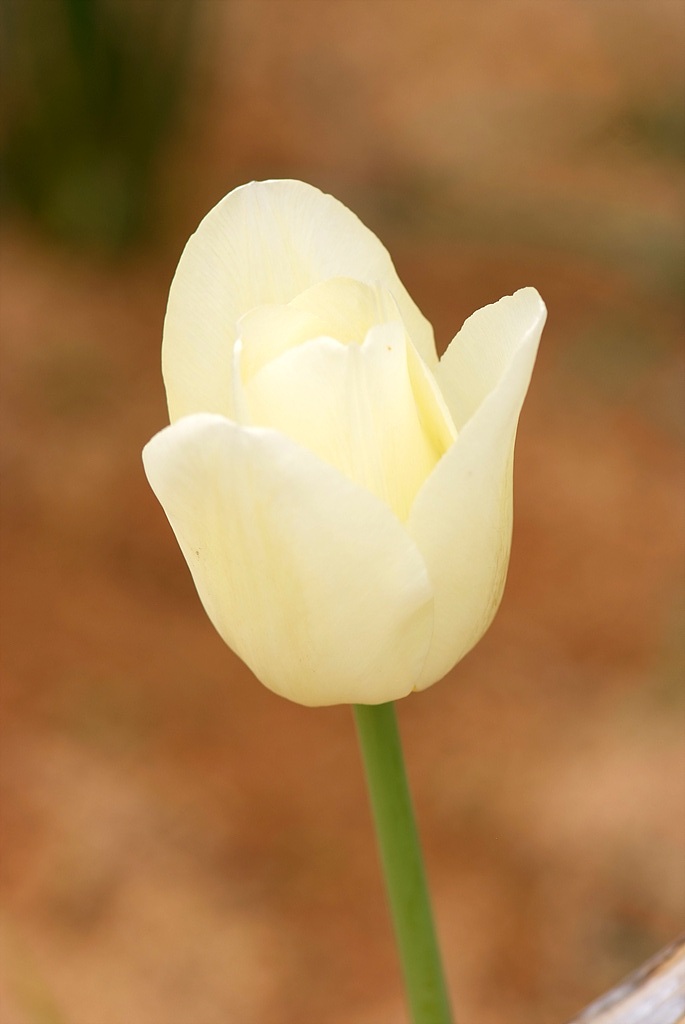 튤립 - Tulip, Tulipa gesneriana