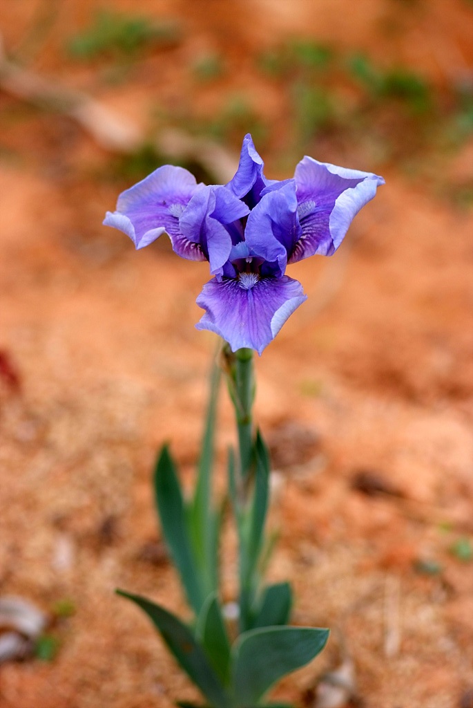 독일붓꽃 - German iris, Iris germanica L.