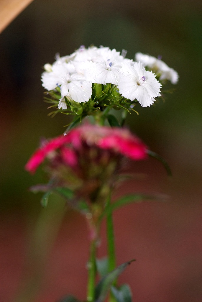 패랭이꽃 - Dianthus chinensis L. var. chinensis, Dianthus chinensis L. var. chinensis