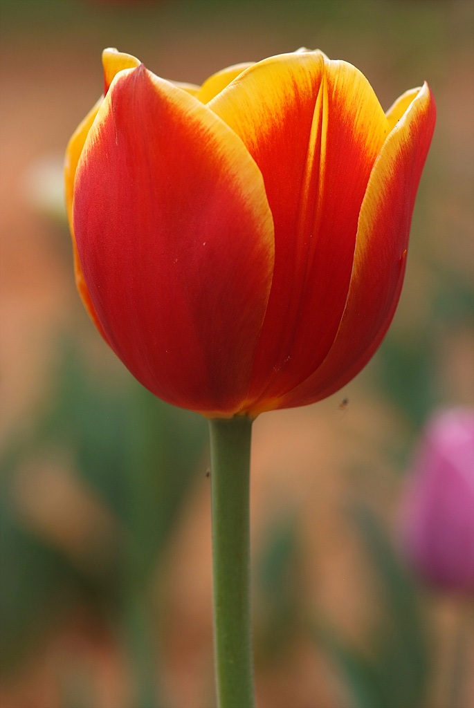 튤립 - Tulip, Tulipa gesneriana