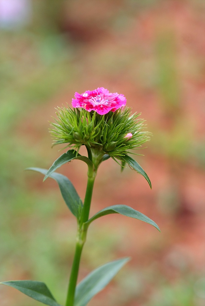 패랭이꽃 - Dianthus chinensis L. var. chinensis, Dianthus chinensis L. var. chinensis