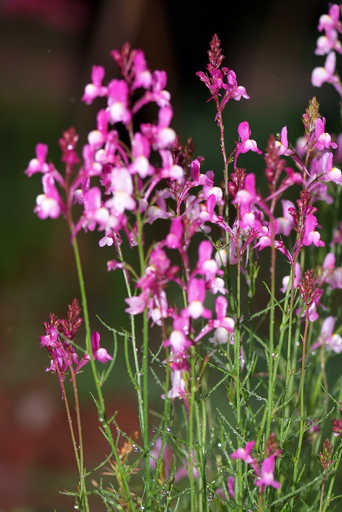 리나리아 - Clovenlip Toadflax, Linaria bipartita