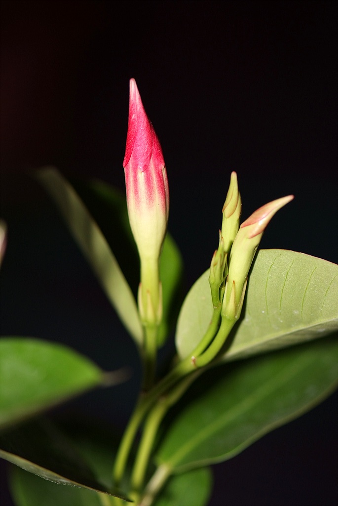 만데빌라 - Rose Dipladenia, Brazilian jasmine, Mandevilla sanderi (Hemsl.) Woodson