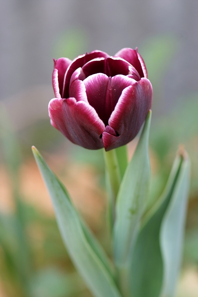 튤립 - Tulip, Tulipa gesneriana
