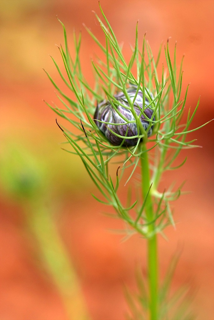 니켈라 - ragged lady, devil in the bush, Nigella damascena