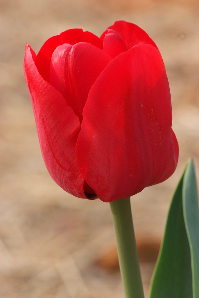 튤립 - Tulip, Tulipa gesneriana
