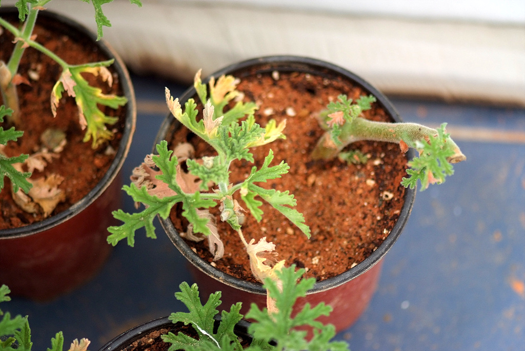 로즈제라늄 - Pelargonium graveolens