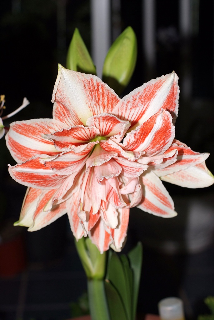 아마릴리스 - amaryllis, Hippeastrum puniceum (Lam.) Voss