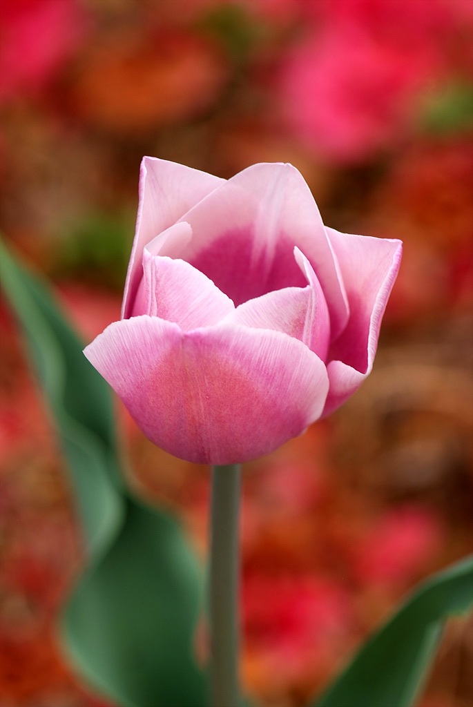 튤립 - Tulip, Tulipa gesneriana