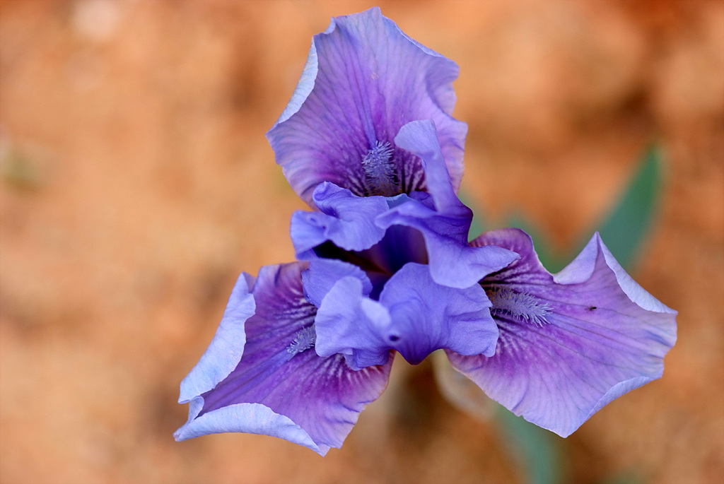 독일붓꽃 - German iris, Iris germanica L.