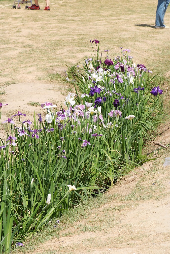 붓꽃 - Iris sanguinea