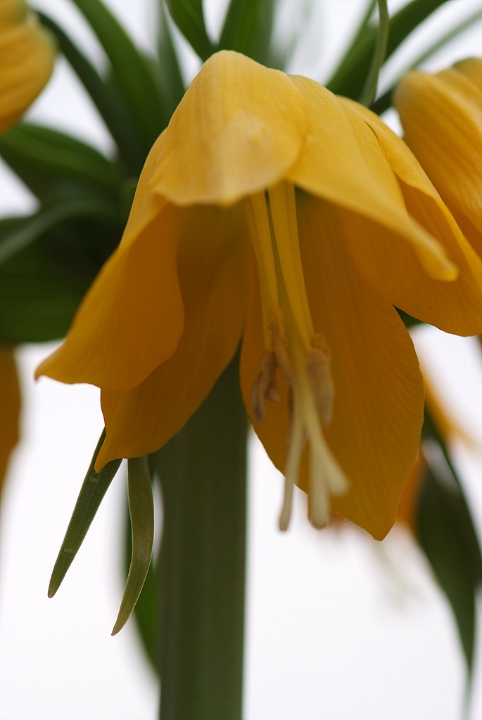 프리틸라리아 - Crown Imperial, Fritillaria imperialis