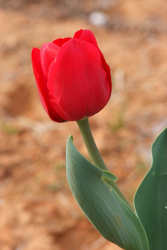 튤립 - Tulip, Tulipa gesneriana