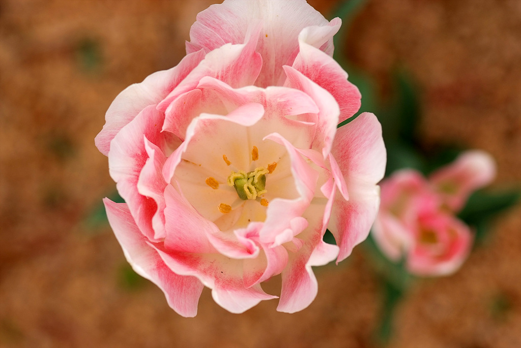 튤립 - Tulip, Tulipa gesneriana