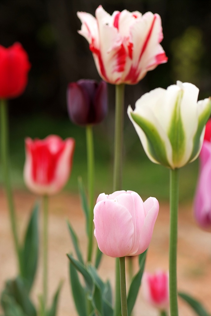 튤립 - Tulip, Tulipa gesneriana