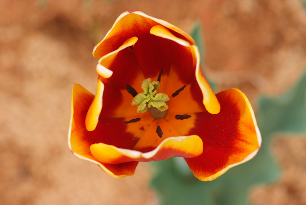 튤립 - Tulip, Tulipa gesneriana