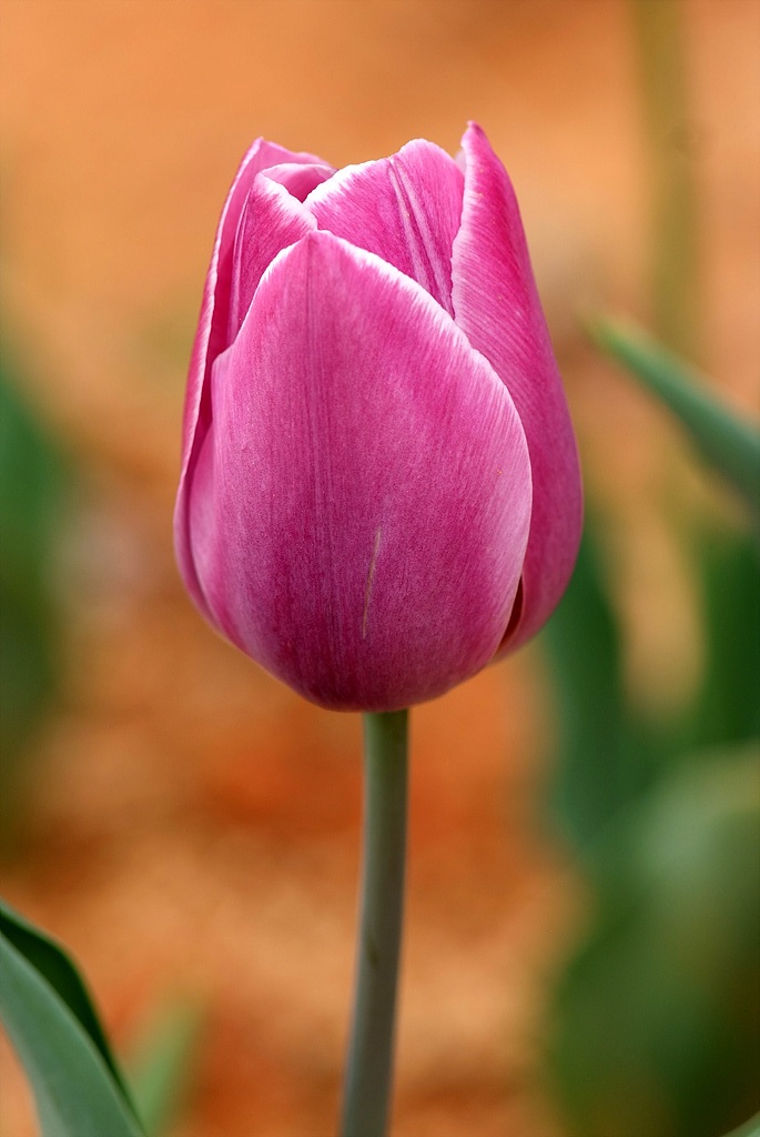 튤립 - Tulip, Tulipa gesneriana