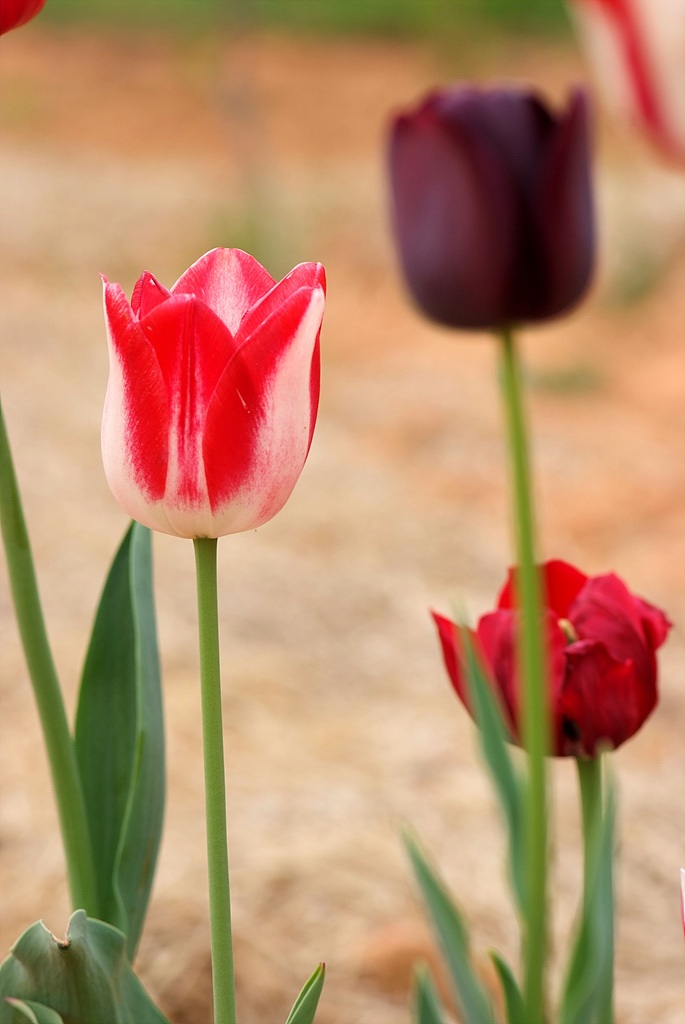 튤립 - Tulip, Tulipa gesneriana