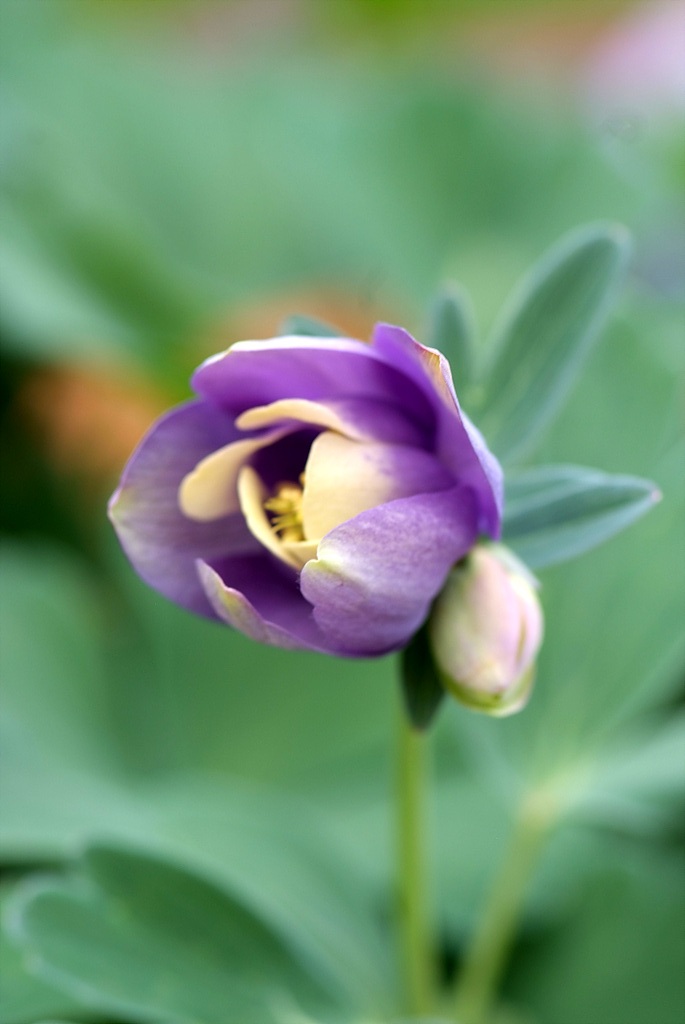 하늘매발톱 - shape columbine, Aquilegia flabellata Siebold & Zucc. var. pumila (Huth) Kudo