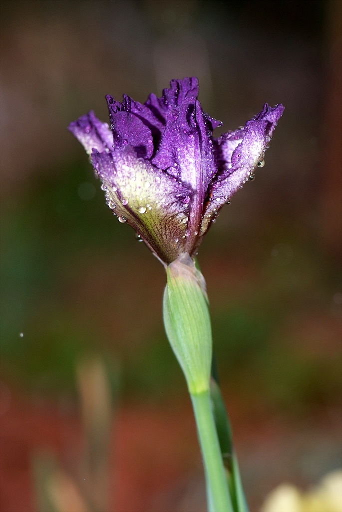 독일붓꽃 - German iris, Iris germanica L.