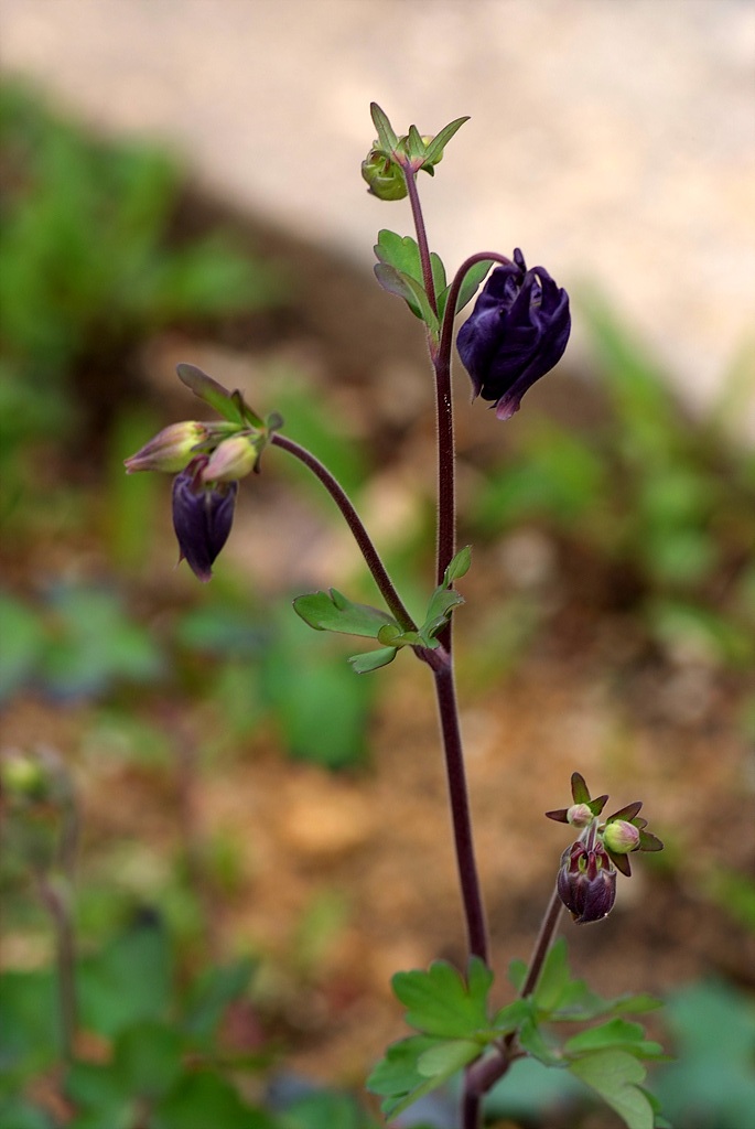 매발톱 - columbine, Aquilegia buergeriana Siebold & Zucc. var. oxysepala (Trautv. & C. A. Mey.) Kitam.