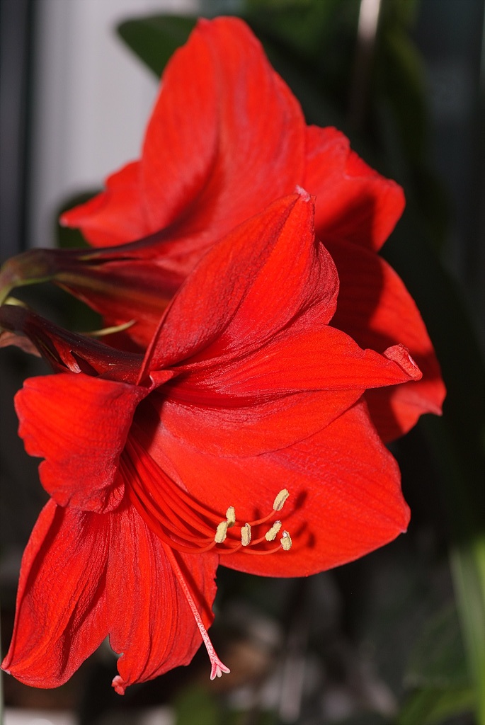 아마릴리스 - amaryllis, Hippeastrum puniceum (Lam.) Voss