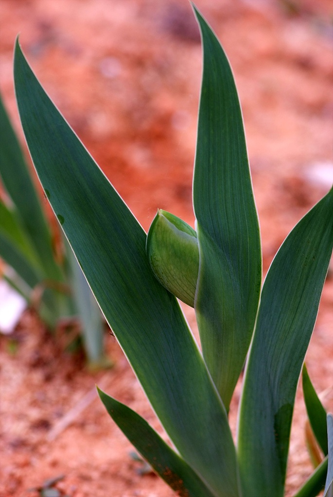 독일붓꽃 - German iris, Iris germanica L.