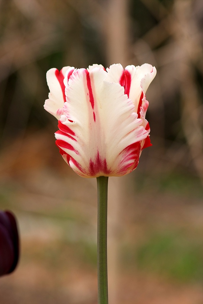 튤립 - Tulip, Tulipa gesneriana