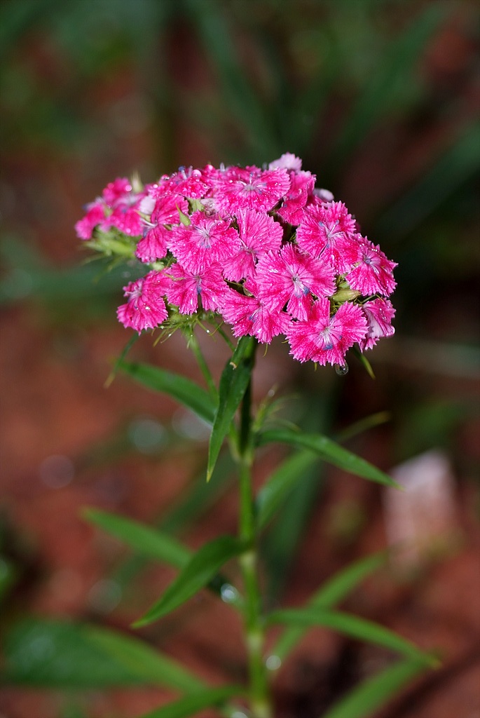 패랭이꽃 - Dianthus chinensis L. var. chinensis, Dianthus chinensis L. var. chinensis