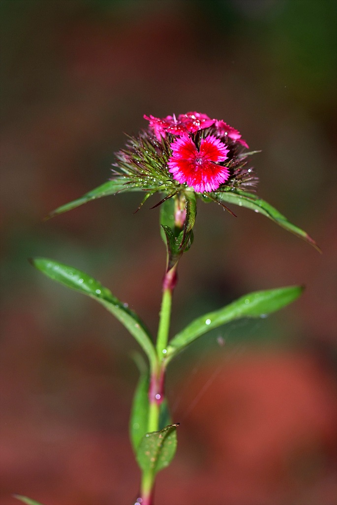 패랭이꽃 - Dianthus chinensis L. var. chinensis, Dianthus chinensis L. var. chinensis