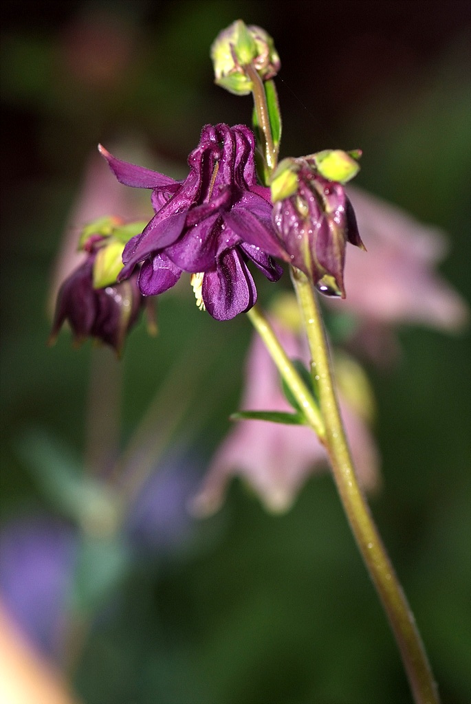 매발톱 - columbine, Aquilegia buergeriana Siebold & Zucc. var. oxysepala (Trautv. & C. A. Mey.) Kitam.