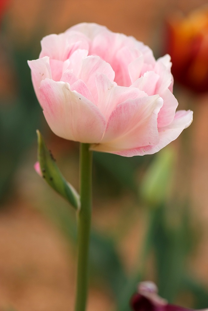 튤립 - Tulip, Tulipa gesneriana