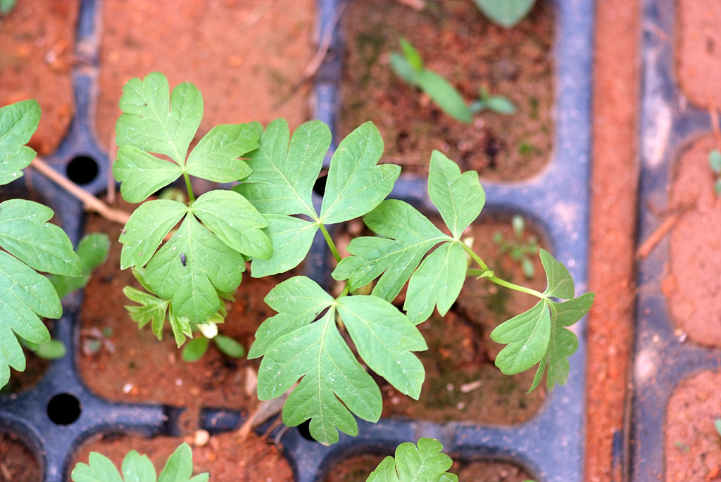 금낭화 - Dicentra spectabilis