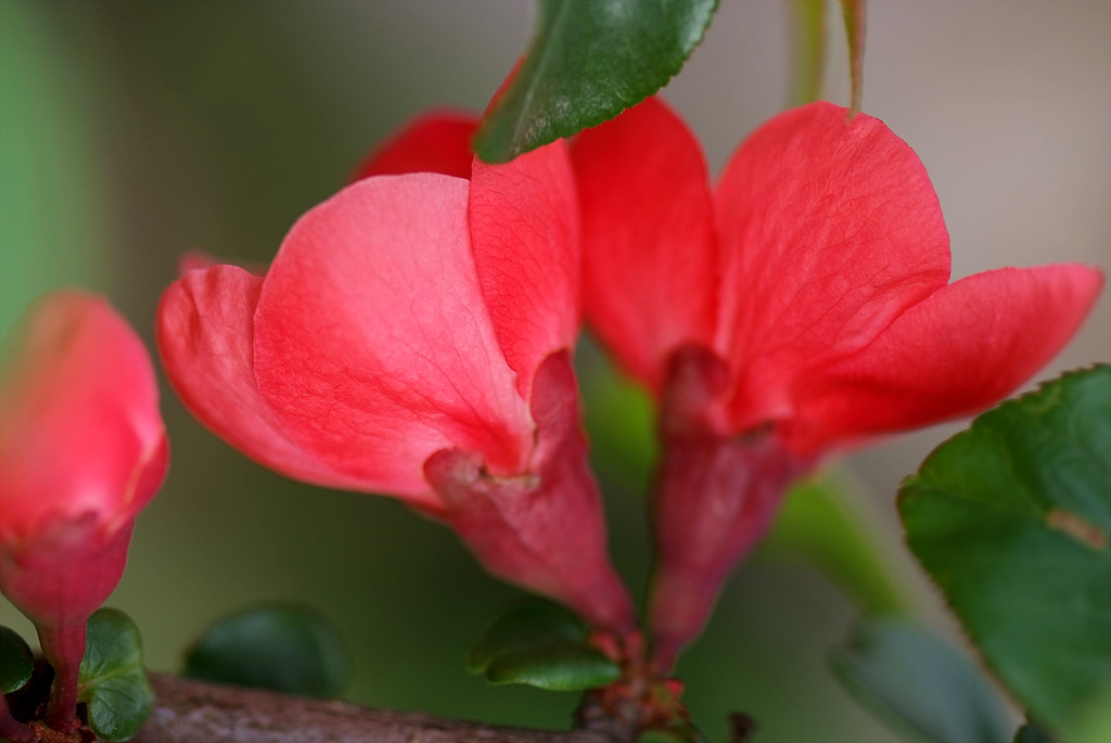 명자나무 -  Chaenomeles speciosa, Chaenomeles japonica (Thunb.) Lindl. ex Spach
