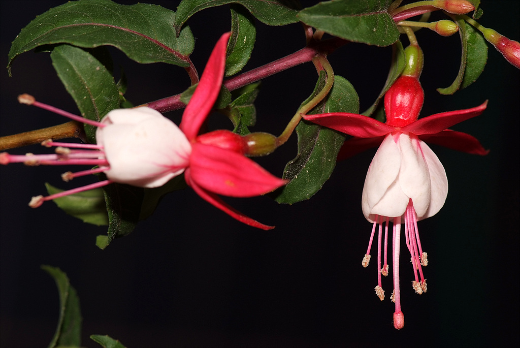 후쿠시아 - Common garden fuchsia, Fuchsia spp.