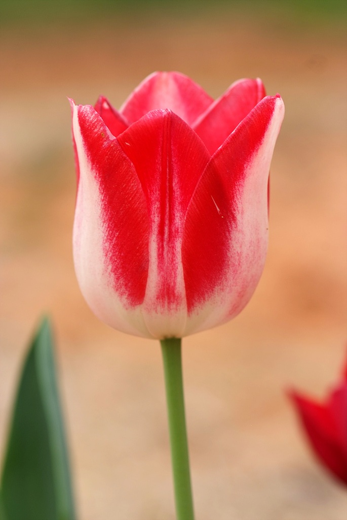 튤립 - Tulip, Tulipa gesneriana