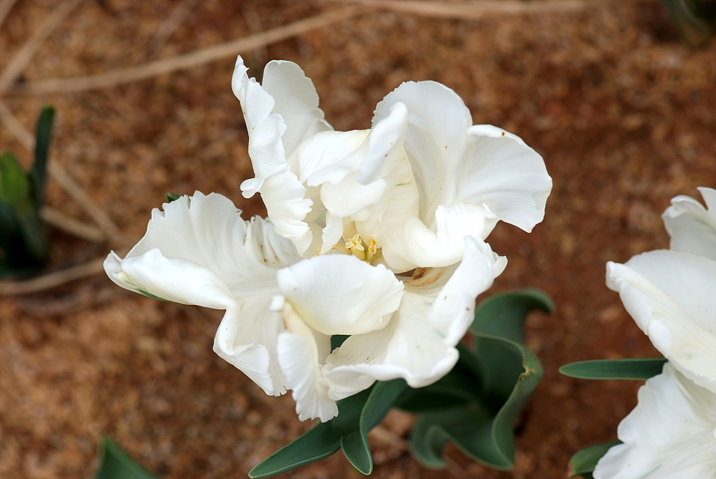 튤립 - Tulip, Tulipa gesneriana