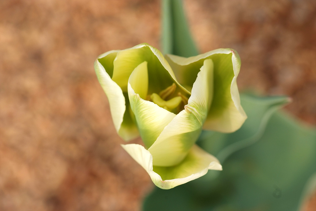 튤립 - Tulip, Tulipa gesneriana