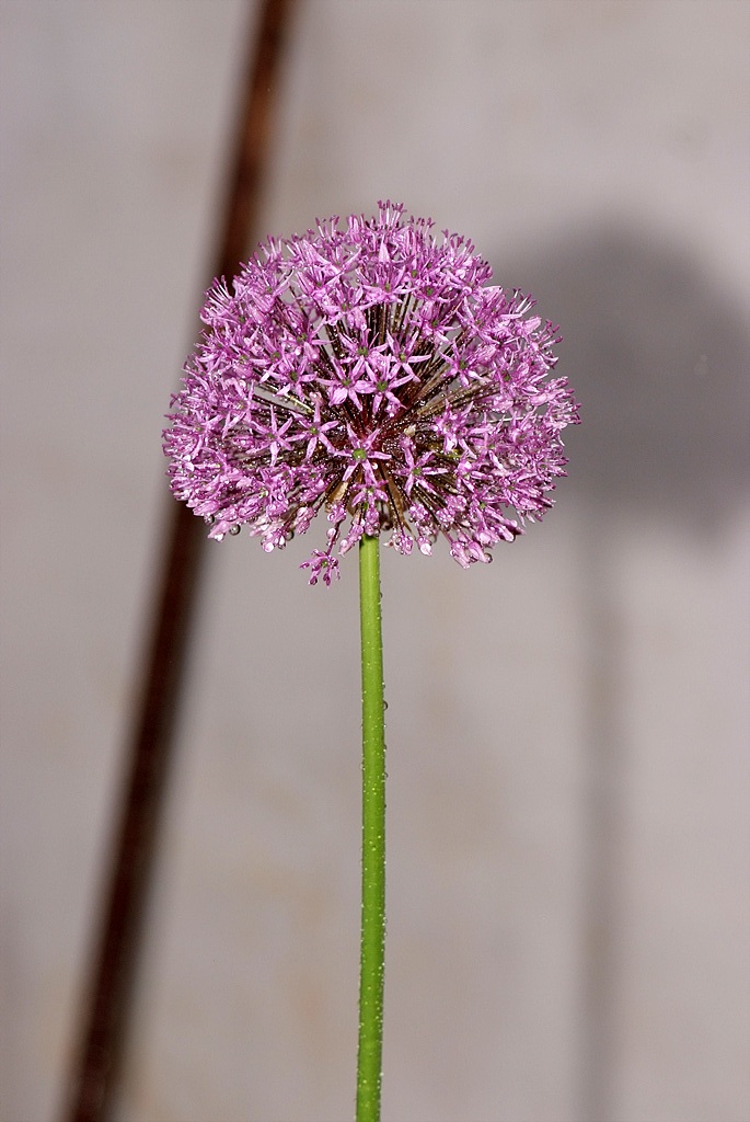 알리움 - Allium  spp